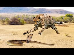 Giant Snakes Vs Big Cats