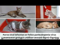 பூனைகளை தாக்கும் பார்வோ வைரல் நோய் தொற்று🤕Parvo Viral Infection or Feline Panleukopenia Virus