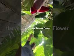 #banana flower #harvest #gardening #permaculture