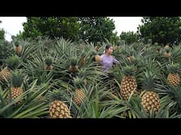 Harvesting Pineapple and Making Pineapple Fried Rice!