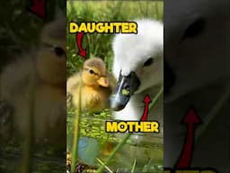 Duckling thinks Baby Swan is her Mom