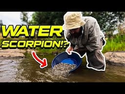 Water Scorpion Infested Creek Has Amazing Gold!