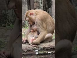 A monkey mother with her small bady at Bayon temple #bayontemple #angkorthom #angkorwat #siemreap