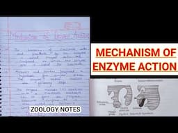 MECHANISM OF ENZYME ACTION ||ZOOLOGY NOTES BSC SEM 4 ZOOLOGY @ZOOLOGYNOTES