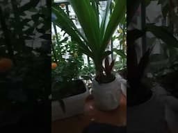 balcony plants arrangement #plants #nature #reels #shortvideo #garden