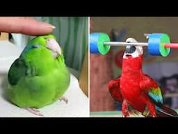 Smart And Funny Parrots Parrot Talking Videos Compilation (2025) - Cute Birds #5