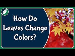 How do leaves change colors during the fall?