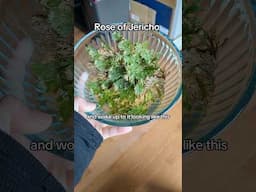 Rose of Jericho: how to resurrect, beginner tips, spiritual uses #witchtok #greenwitch