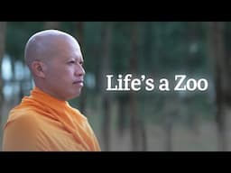 How Life is Like a Zoo & How You Can Protect Yourself