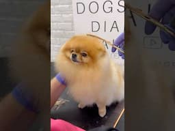 Pomeranian head #pomeranian #dogs #doggroominglife