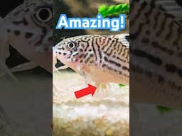 Watch Corydoras Catfish Do Their Amazing Breeding Dance!