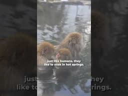 The Japanese Snow Monkeys