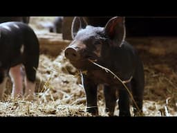 Our Pig Podcast: Touring Wild Harmony Farm | Women Entrepreneurs | Podcasts