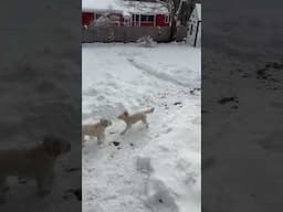 Snow day fun with Charlie And Maisey! #shorts