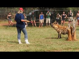 What Does a Laughing Hyena Sound Like?