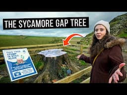 The Sycamore Gap Tree - Van Life UK