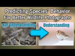 Improve Your Wildlife Photography by Predicting Species' Behavior