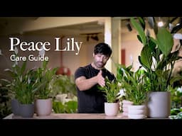 Peace Lily Care Guide - Picking, Placing, and Parenting Your Plant