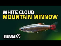 Species Spotlight | White Cloud Mountain Minnow