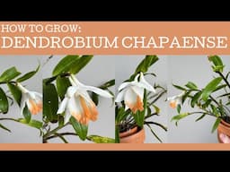 How to grow Dendrobium chapaense - a new cool climate orchid!