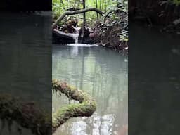 Tropical Stream ASMR #nature