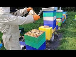 Beekeeping for beginners. Part 11. Replacing the queen. Honey harvesting tips.