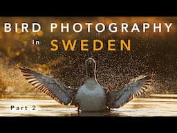 I Spent 3 Days Photographing Birds in Sweden – part 2