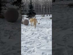 Aurora Takes Her Ball For A “Walk” 😉😹 || The Wildcat Sanctuary