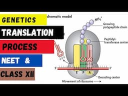 What is Translation | Protein Formation | Aminoacylation of tRNA