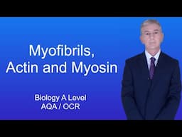 A Level Biology Revision (Year 13) "Myofibrils, Actin and Myosin"