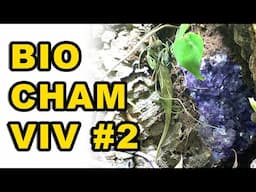 DIY Bioactive Chameleon Vivarium #2