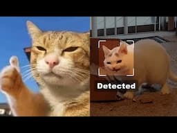 Silly cats detected