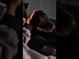 Singing good night song to my dog | Sprout the rottweiler