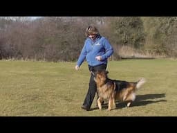 Dog Obedience - Heelwork