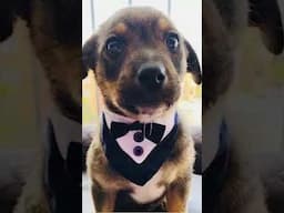 Puppy In Tuxedo #puppy #adoptme