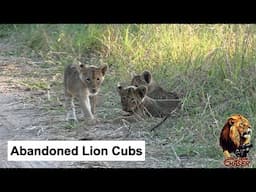 The Lion Chaser - Three Lion Cubs Abandoned By Their Mother Next To Road