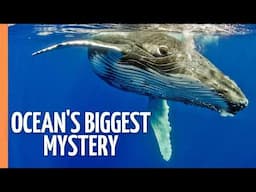 Mind-Blowing Facts: The Secret Lives of Marine Mammals Revealed | Full Documentary