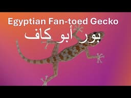 Egyptian Fan-toed Gecko Cairo (Common Fan-footed Gecko) Ptyodactylus hasselquistii