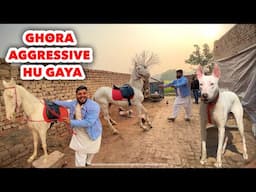 Pehli Dafa Ghora Atna Aggressive Howa 😡 | Saab Dar Gay | Punjabi Shok Vlogs