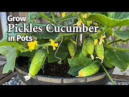 How to Grow Pickles Cucumber from Seed in Pots - Homemade Pickles Cucumber | Easy Planting Guide