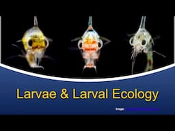 Marine Biology at Home 5: Larvae & Larval Ecology