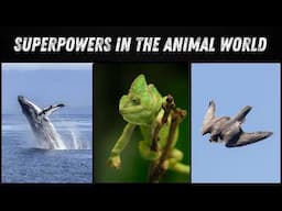 The Most Incredible Animal Abilities – Superpowers in the Natural World