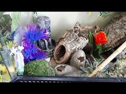 Leachianus "Leachie" Gecko Tank Tour