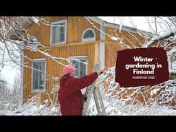 New gardening season starts! Apple trees and winter pruning | Countryside living in Finland