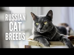 10 Russian Cat Breeds You Should Know