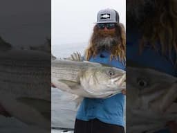 Striper Candy - The Live Eel #fishing #stripedbass #eel