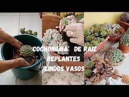 MERGULHO DE VASOS NO BALDE,  REPLANTES,  ARRANJOS LINDOS E DICAS