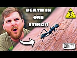 How DEADLY Is The STING Of The JACK JUMPER ANT Really?