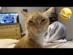 Funny Dogs and Cats Videos 2024 🤣 Best Funniest Animal Videos 😆 PART 33