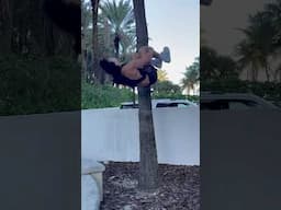 Palm Flip #shortvideo #shorts